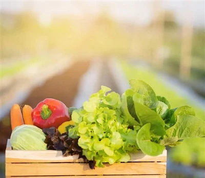 What You Need To Successfully Grow Tomatoes What You Need To Successfully Grow Tomatoes